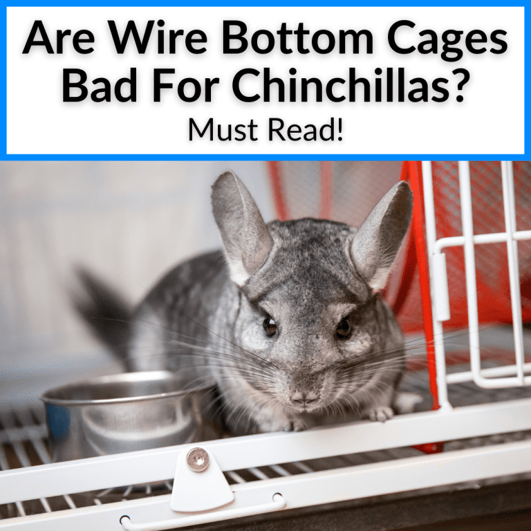 Are Wire Bottom Cages Bad For Chinchillas? (Must Read)