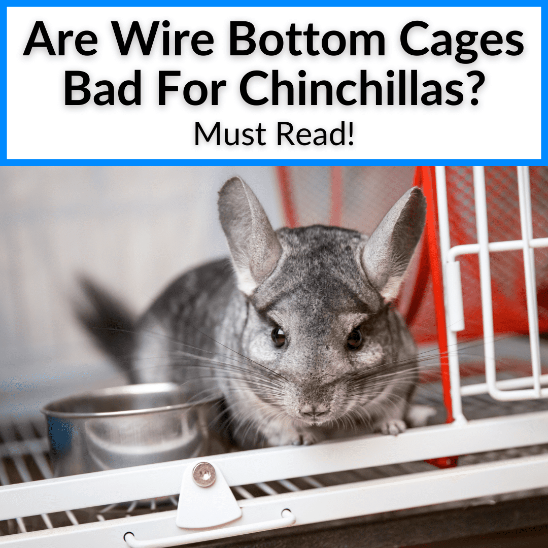 Are Wire Bottom Cages Bad For Chinchillas