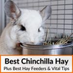 Best Chinchilla Hay