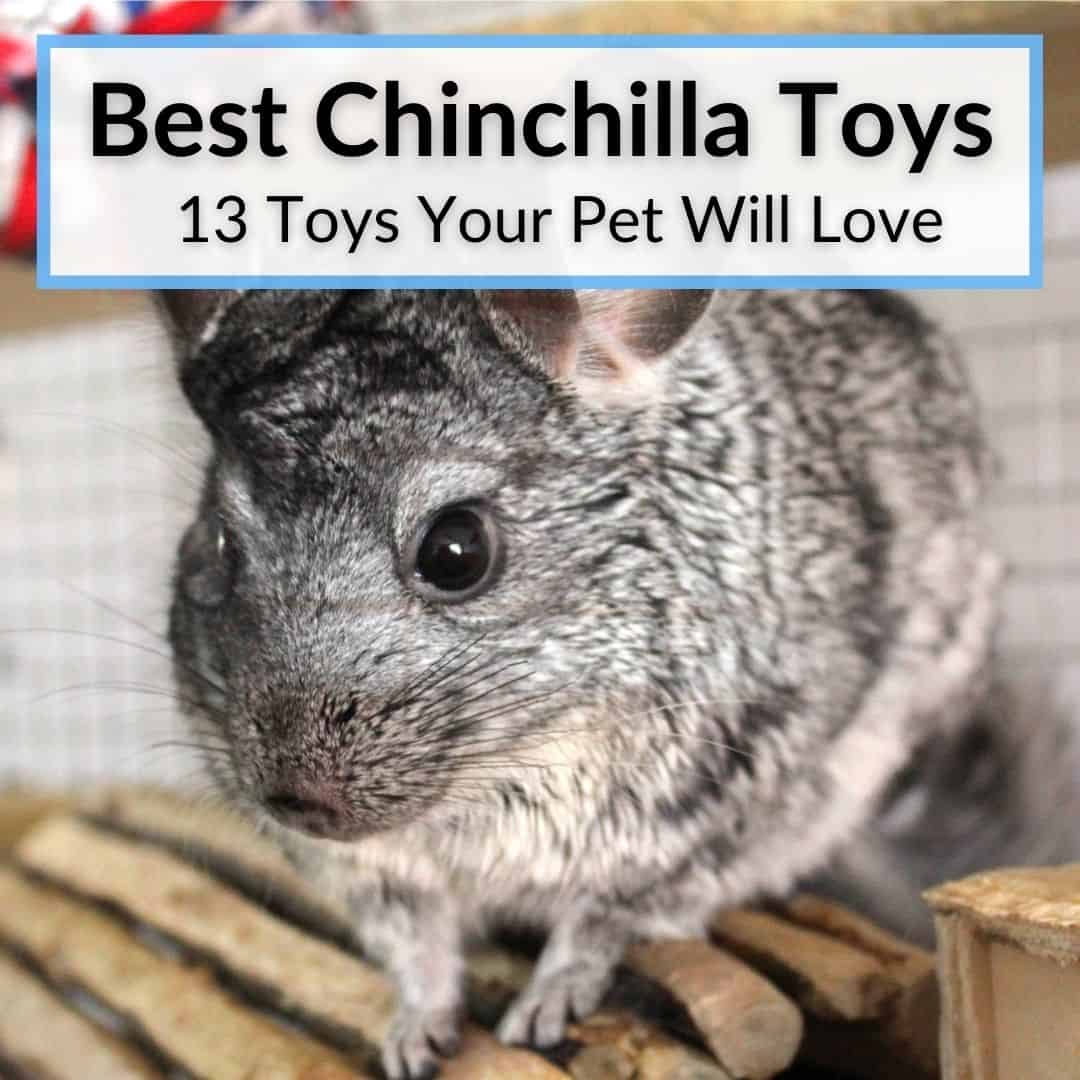 Best Chinchilla Toys