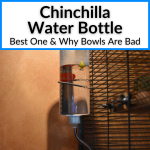 Chinchilla Water Bottle