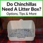 Do Chinchillas Need A Litter Box