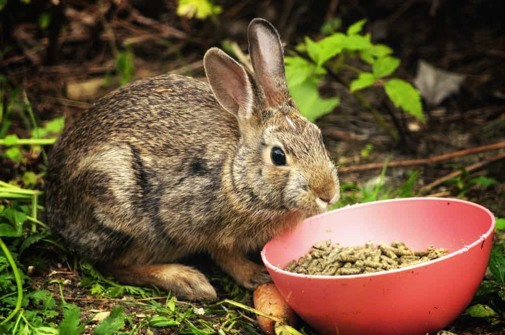 rabbit food bad for chinchillas