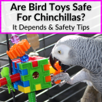 Are Bird Toys Safe For Chinchillas