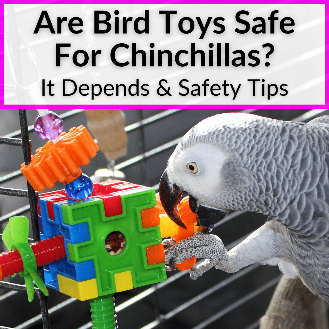Are Bird Toys Safe For Chinchillas