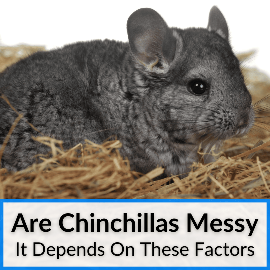 Are Chinchillas Messy