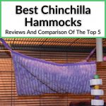Best Chinchilla Hammocks