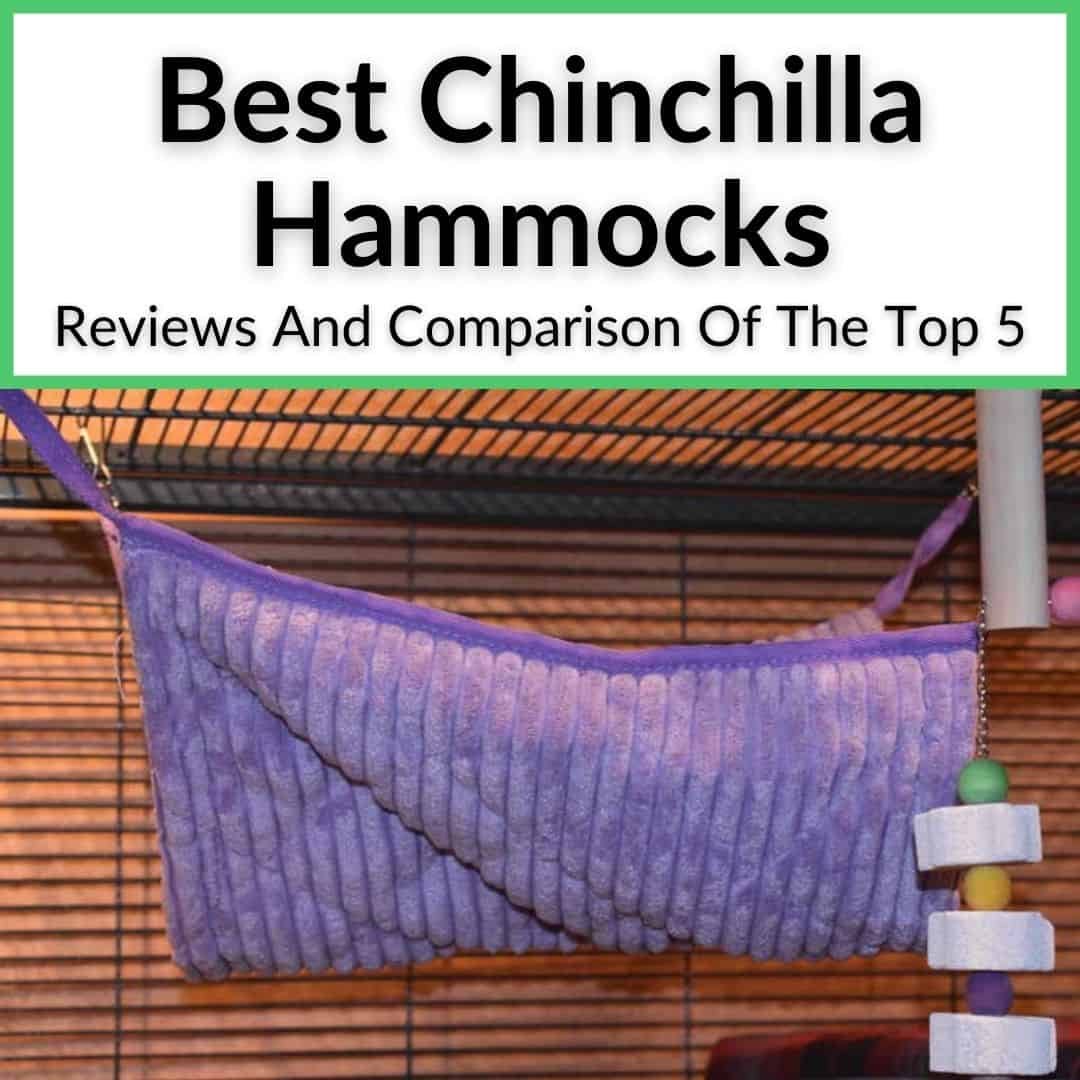 Do chinchillas outlet like hammocks