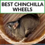 Best Chinchilla Wheels