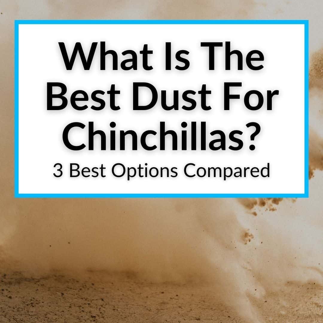 What Is The Best Dust For Chinchillas