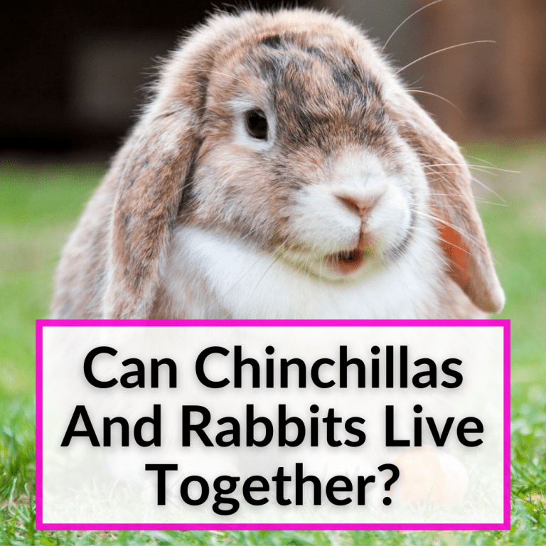 Can Chinchillas And Rabbits Live Together? (Not Safely)