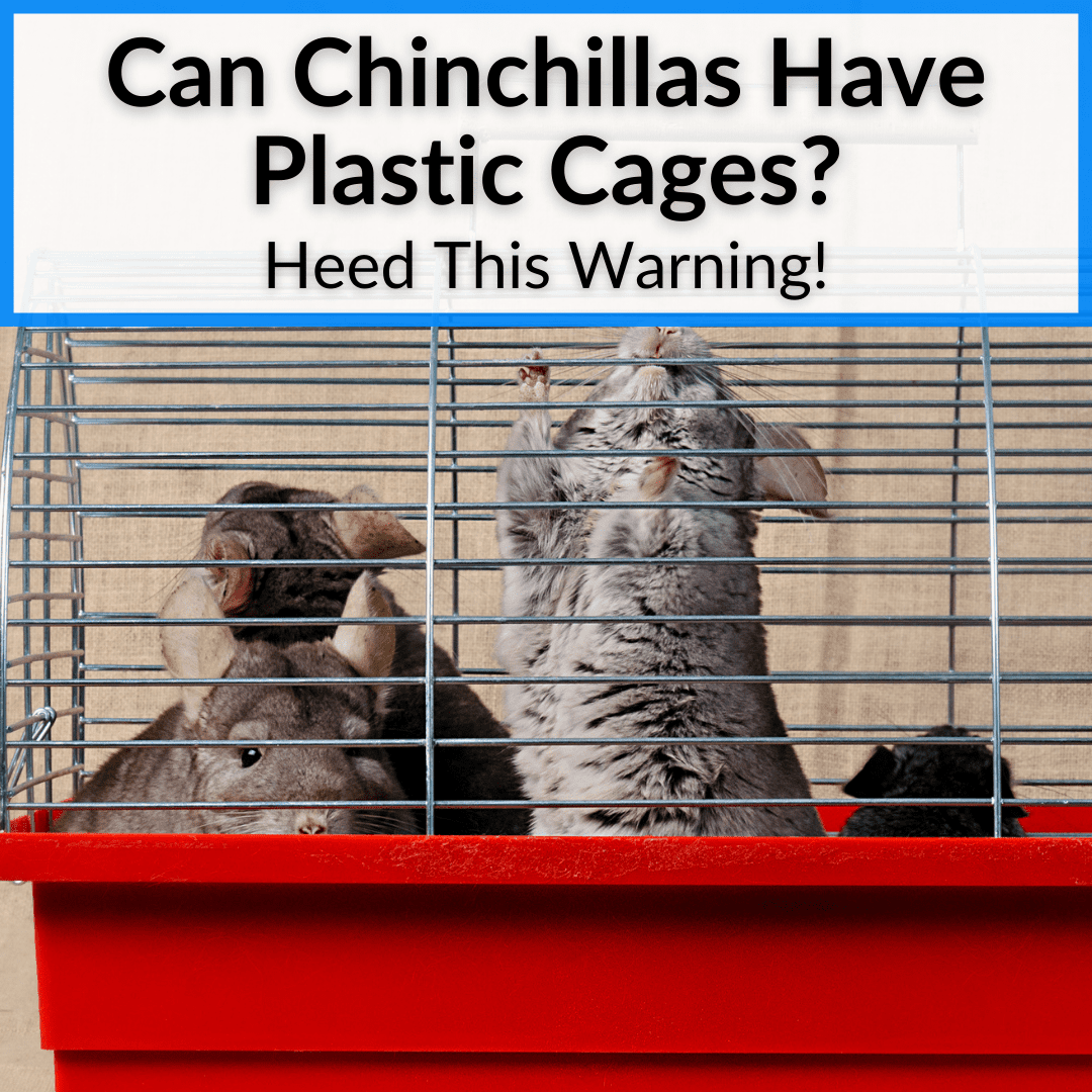 Can Chinchillas Have Plastic Cages