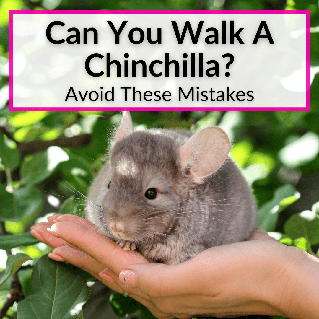 Can You Walk A Chinchilla