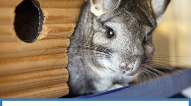 Do Chinchillas Die Easily