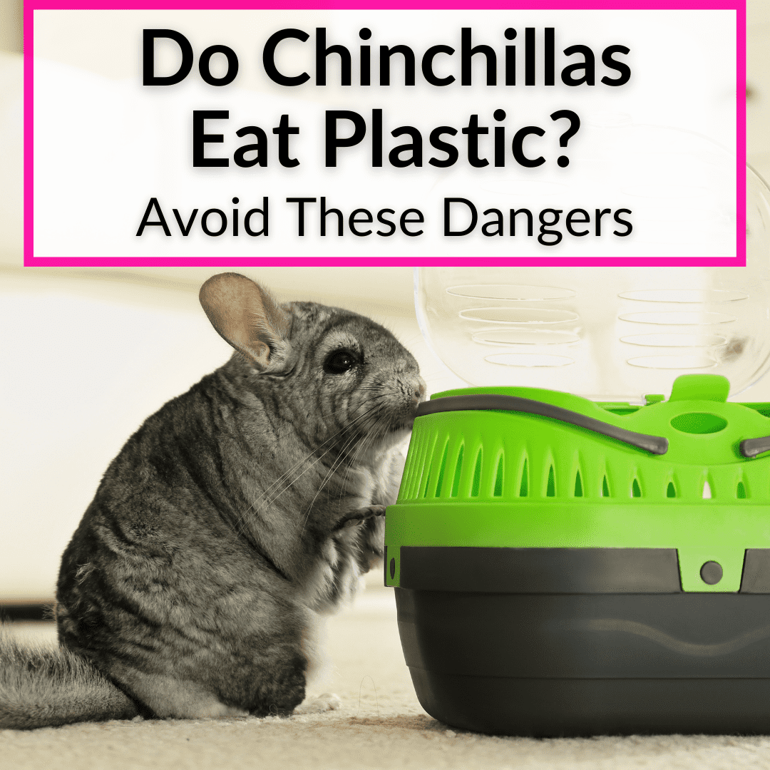 Do Chinchillas Eat Plastic