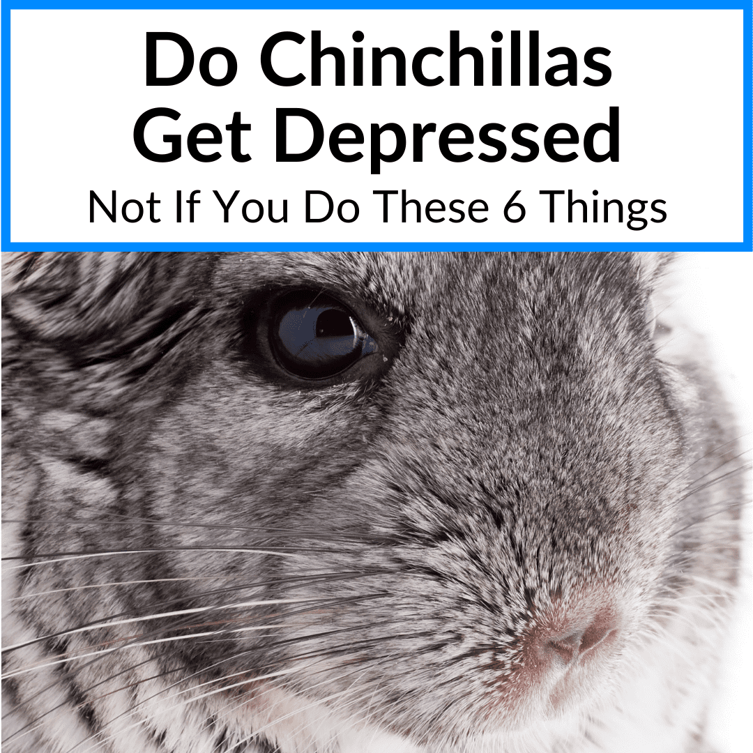 Do Chinchillas Get Depressed
