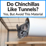 Do Chinchillas Like Tunnels