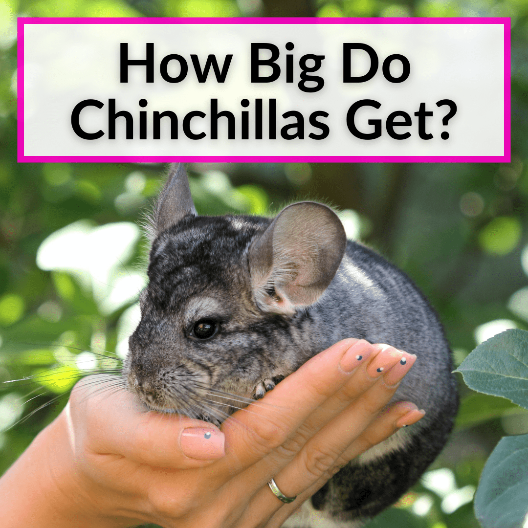 How Big Do Chinchillas Get
