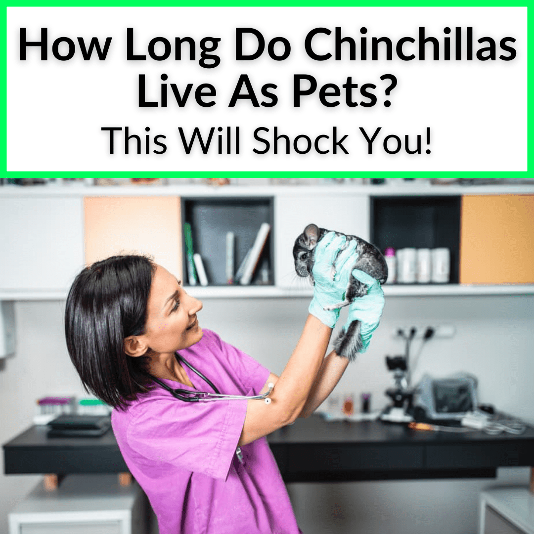 How Long Do Chinchillas Live As Pets