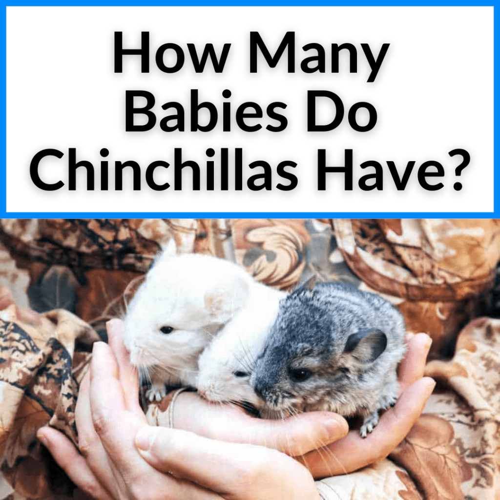 How Many Babies Do Chinchillas Have? (+6 Fun Facts)