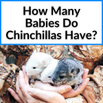 How Many Babies Do Chinchillas Have