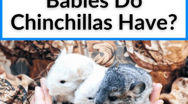 How Many Babies Do Chinchillas Have