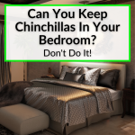 Can You Keep Chinchillas In Your Bedroom