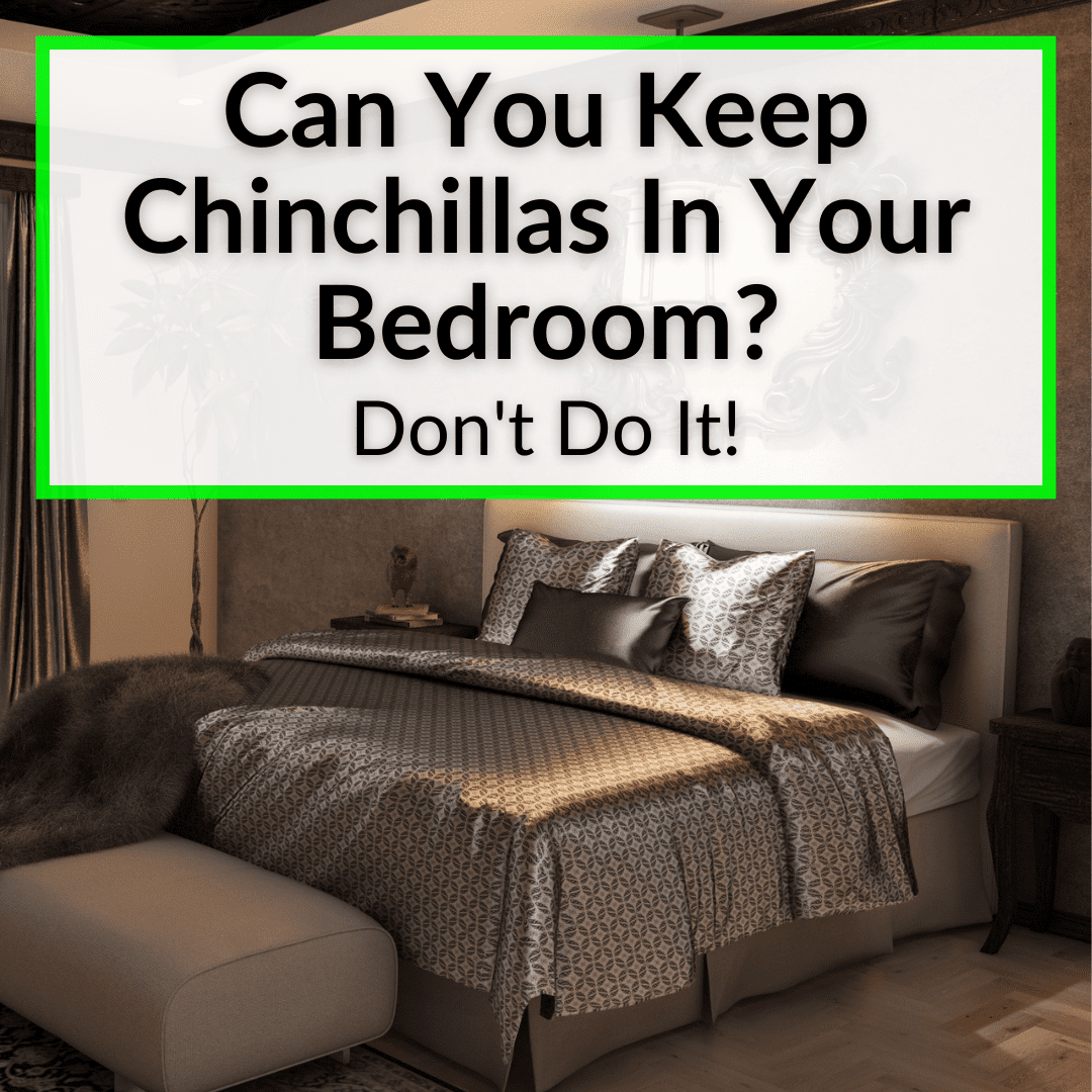 Can You Keep Chinchillas In Your Bedroom
