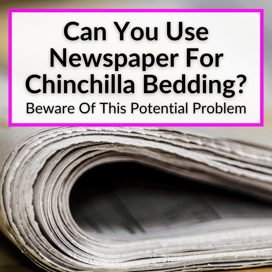 Can You Use Newspaper For Chinchilla Bedding