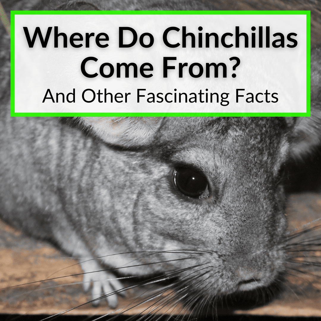 Where Do Chinchillas Come From