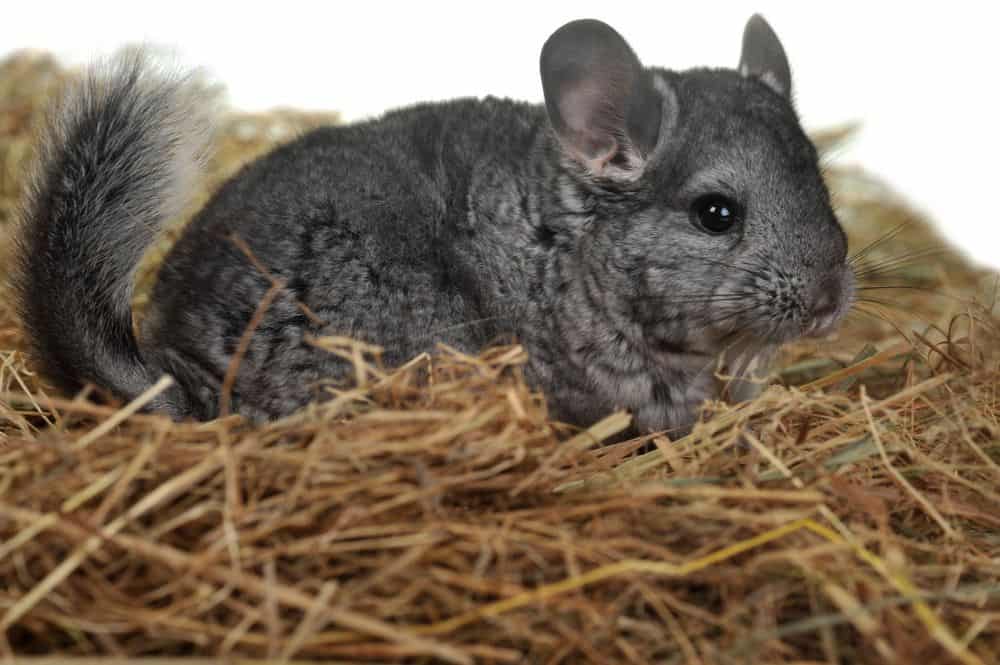 How Long Do Chinchillas Live For