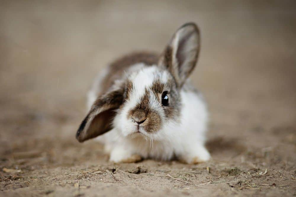 cute bunny pet