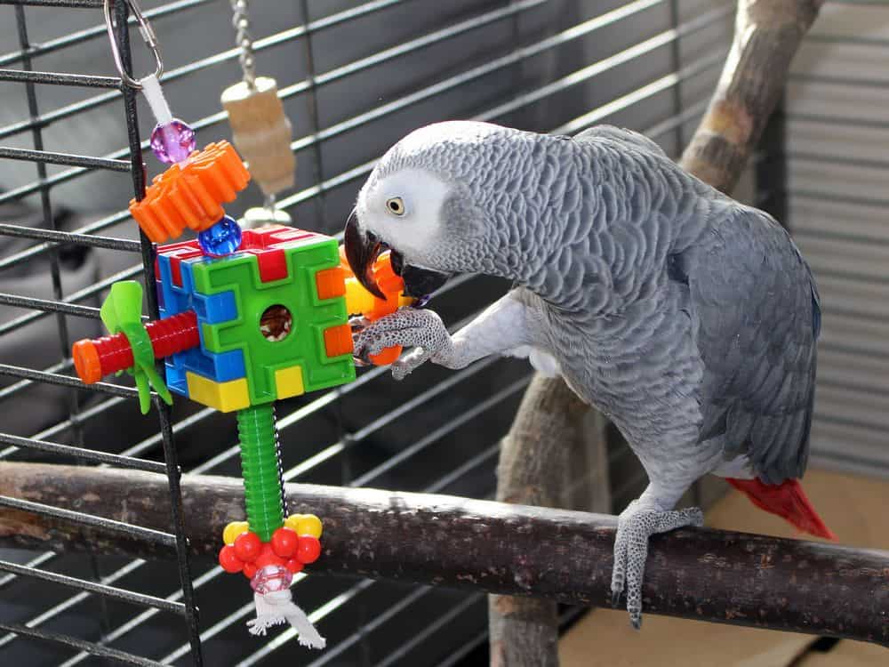 bird playing with plastic toy that is not safe