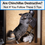 Are Chinchillas Destructive