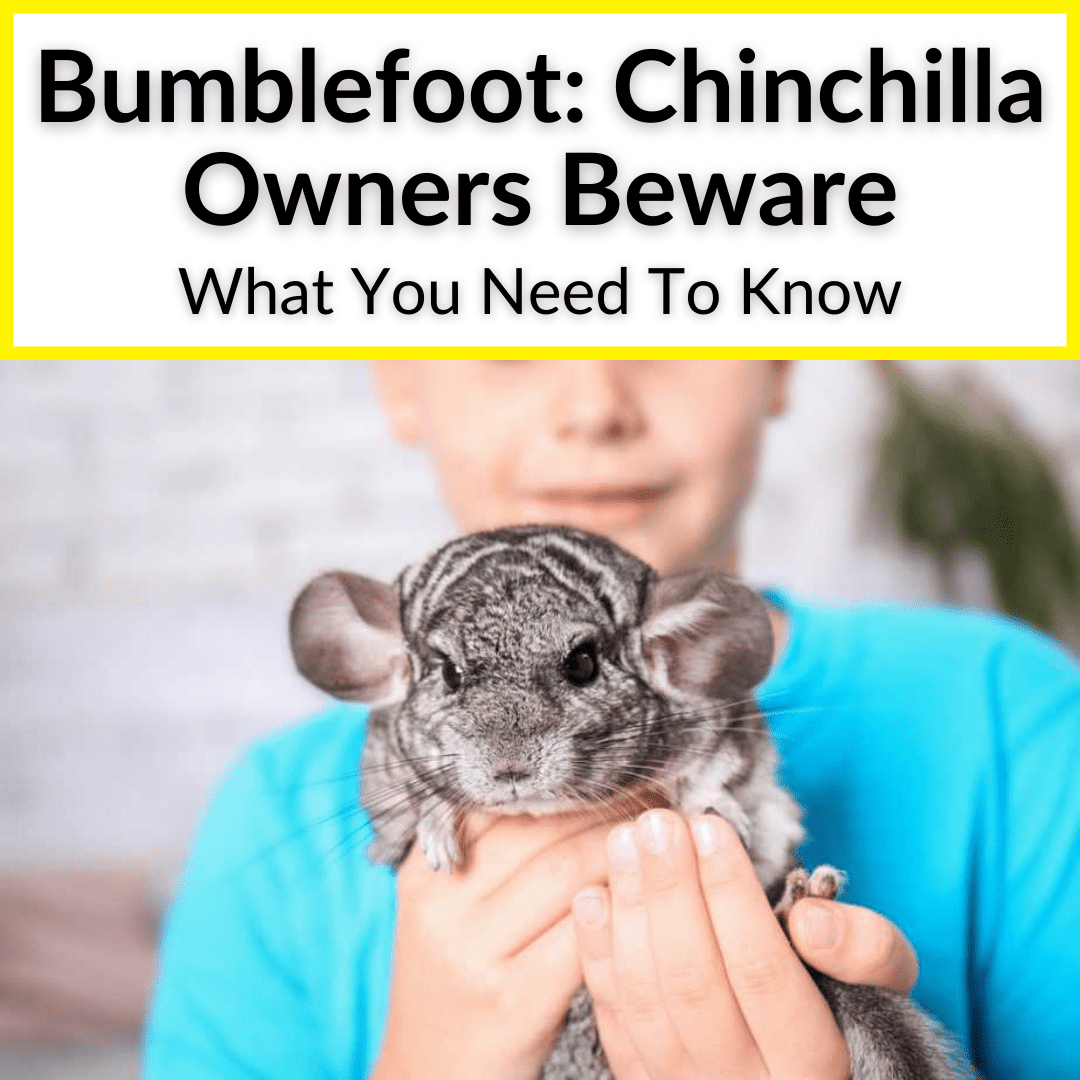 Bumblefoot Chinchilla
