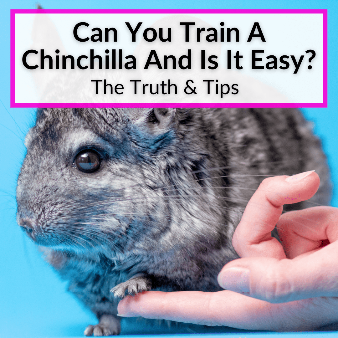 Can You Train A Chinchilla
