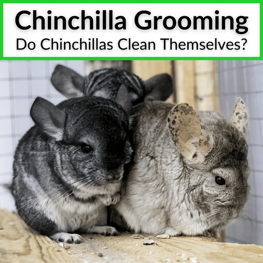 Chinchilla Grooming