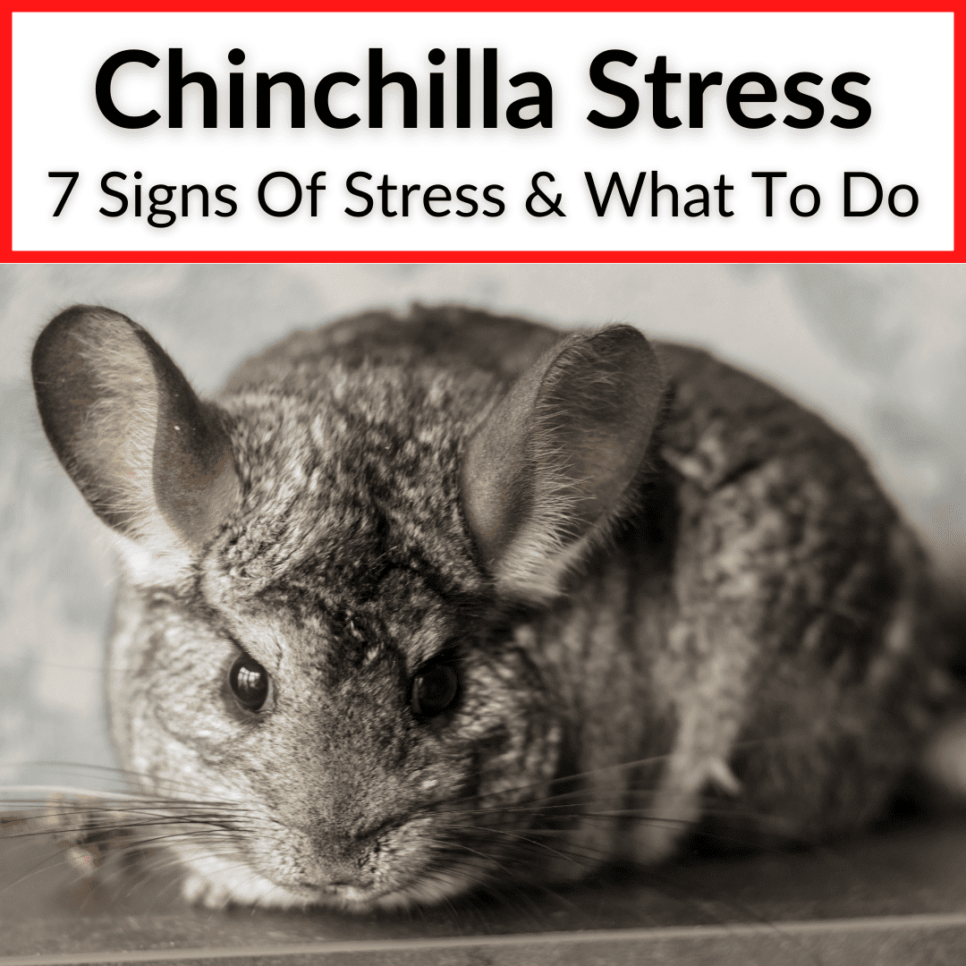 Chinchilla Stress Signs