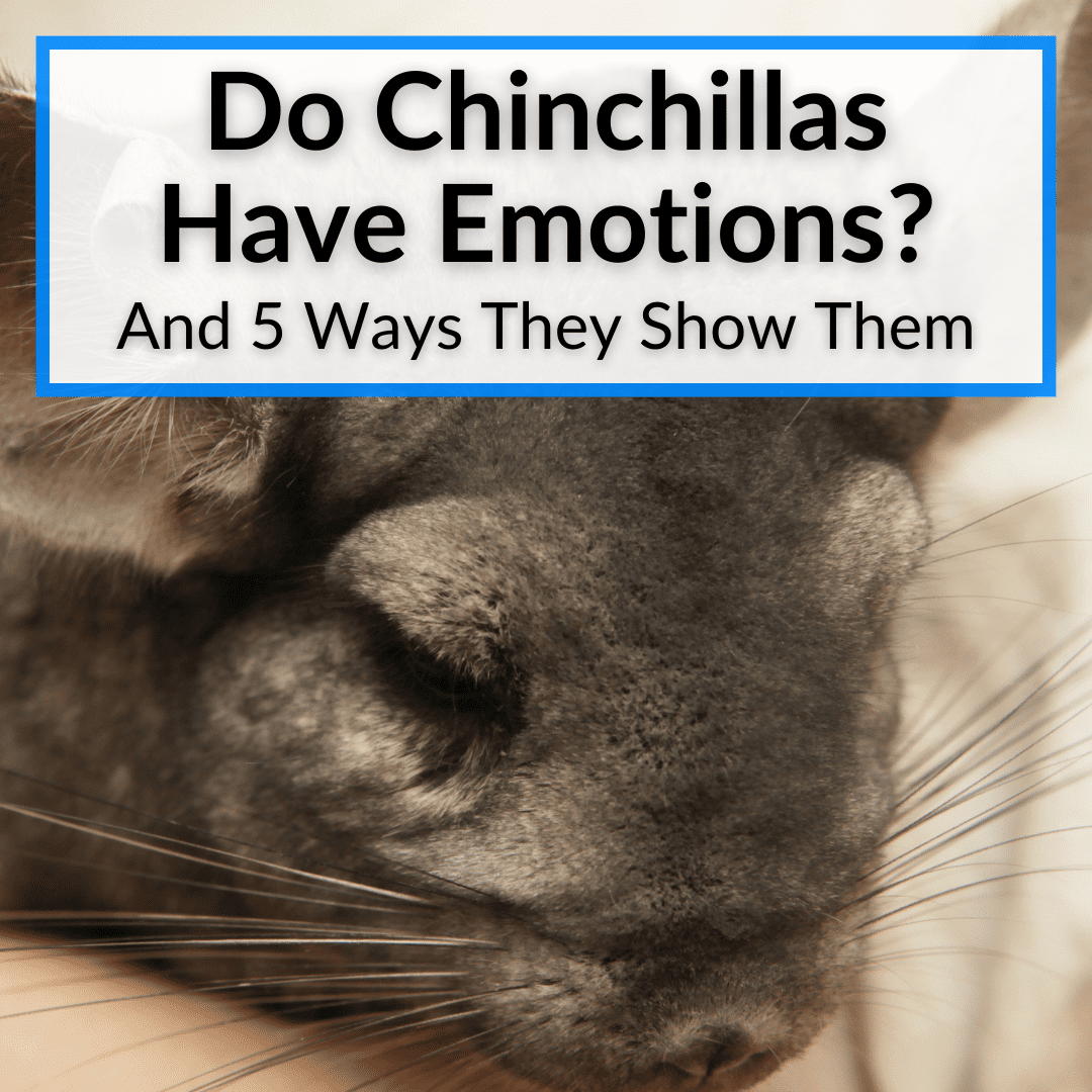 Do Chinchillas Have Emotions