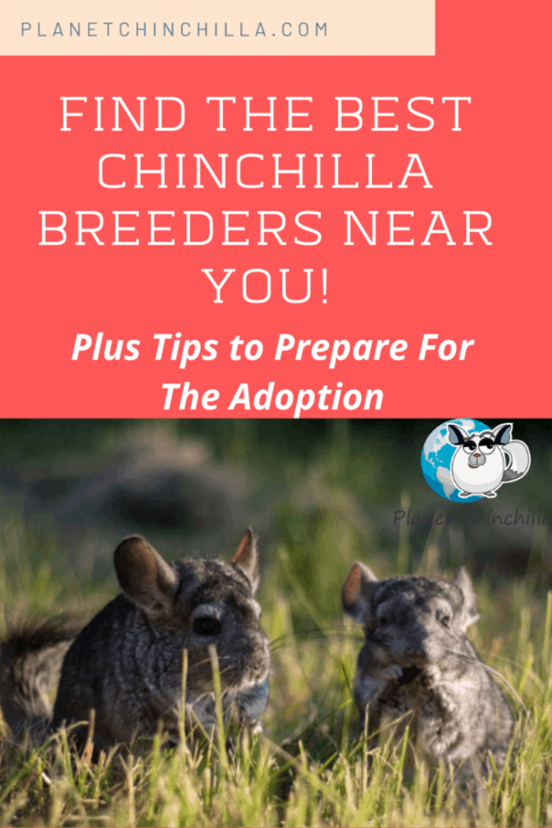 Find The Best Chinchilla Breeders Near You