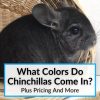 What Colors Do Chinchillas Come In