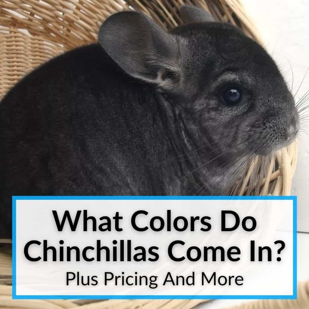 Best Chinchilla Toys (13 Toys Your Pet Will Love)
