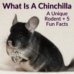 What Is A Chinchilla