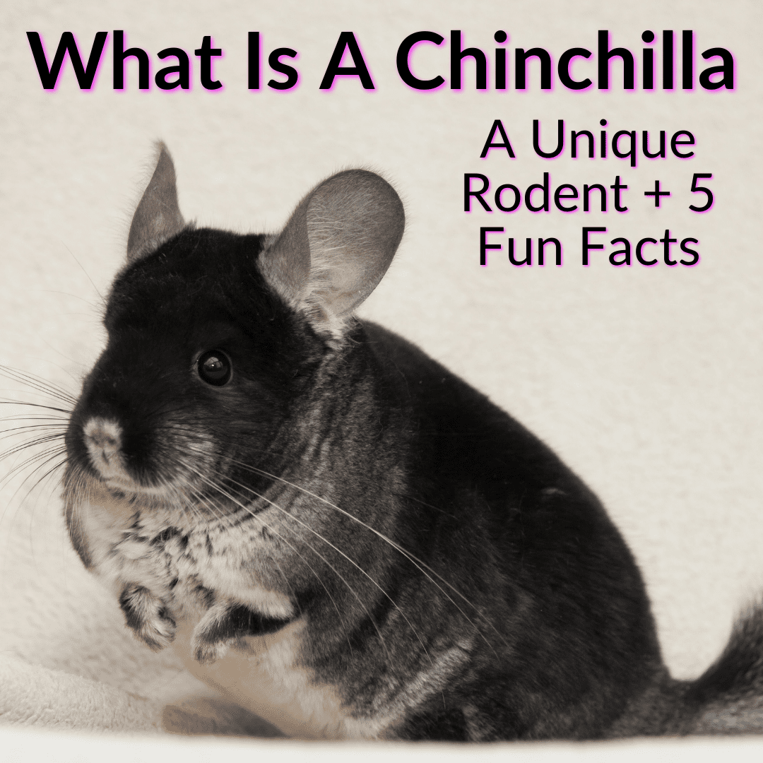 What Is A Chinchilla? (A Unique Rodent + 5 Fun Facts)