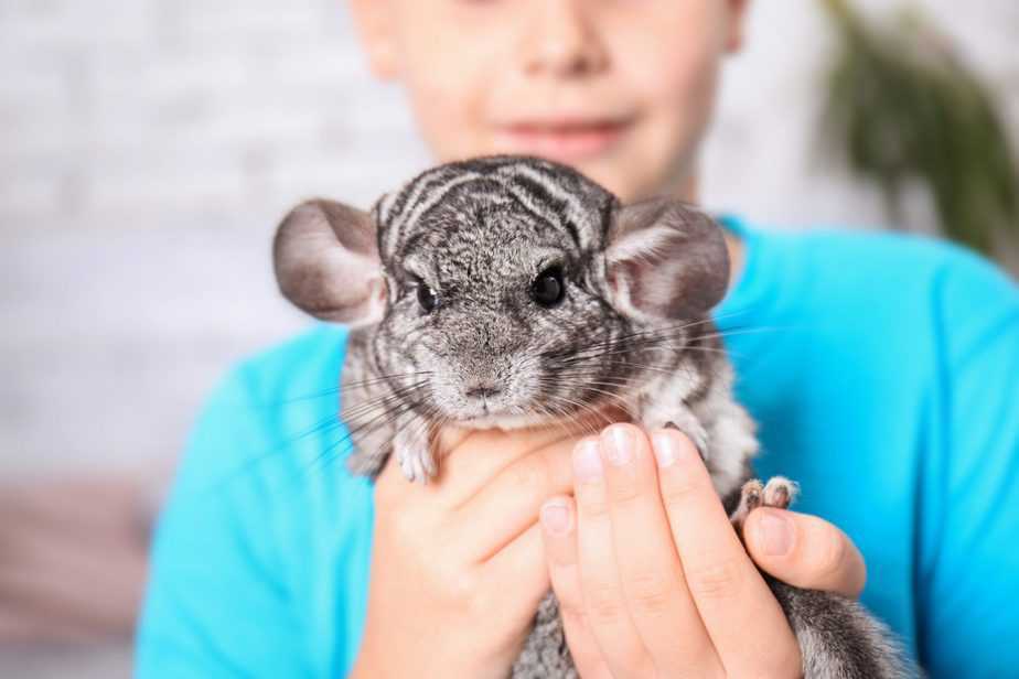 pet chinchilla being held and cuddled