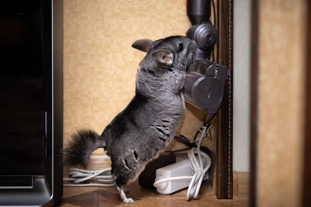 chinchilla performing a trick