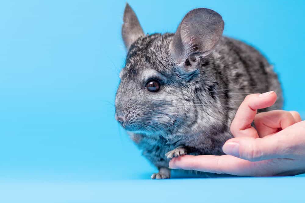 chinchilla ignoring hand due to its floating ribs being delicate