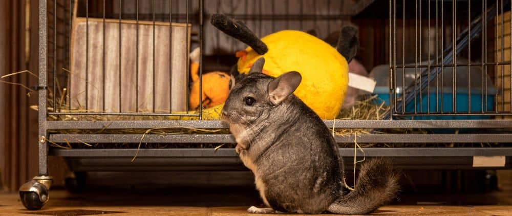Chinchilla hopping into cage without leash