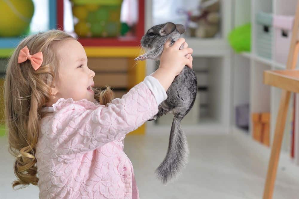 girl playing with lonely chinchilla