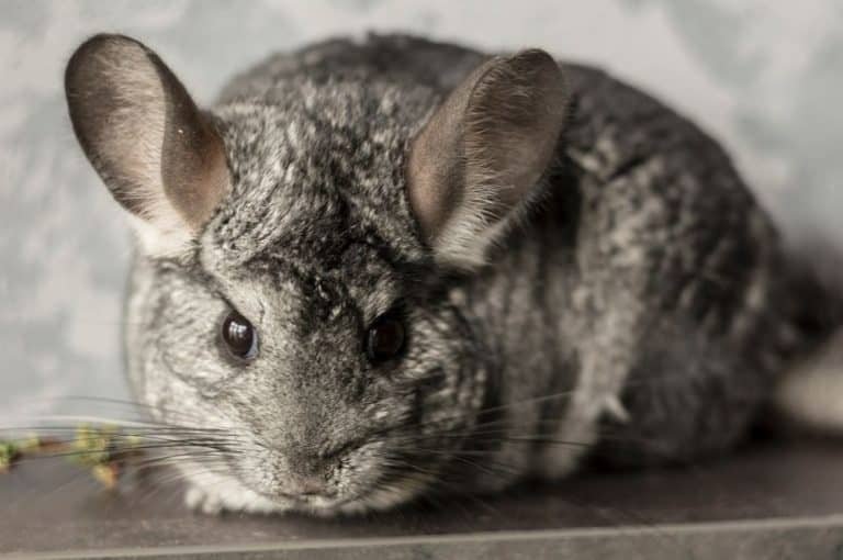 What Is A Chinchilla? (A Unique Rodent + 5 Fun Facts)